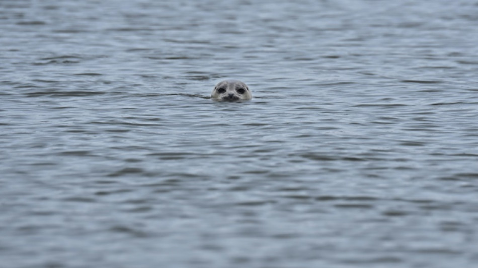 Seehundbestand im niedersächsischen Wattenmeer auf hohem Niveau stabil