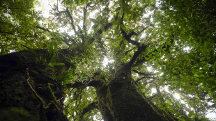 Cnr, età alberi influisce su mitigazione del cambio di clima